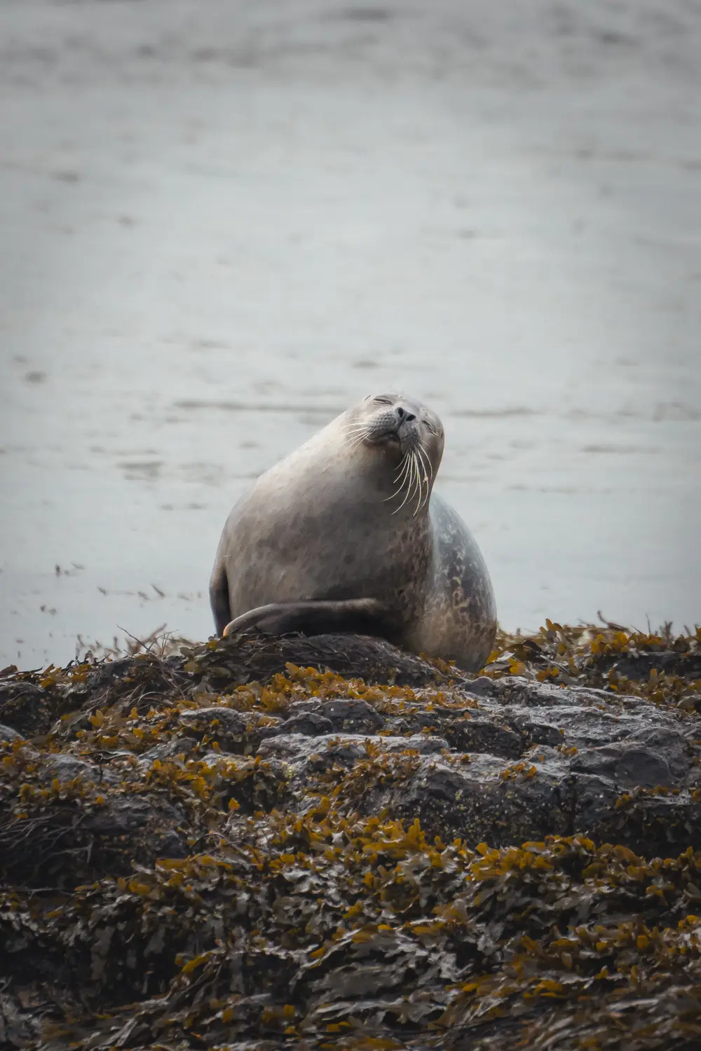 Foca descansando al sol en la playa de Ytri Tunga, conocida por el avistamiento de focas en la península de Snæfellsnes, Islandia.