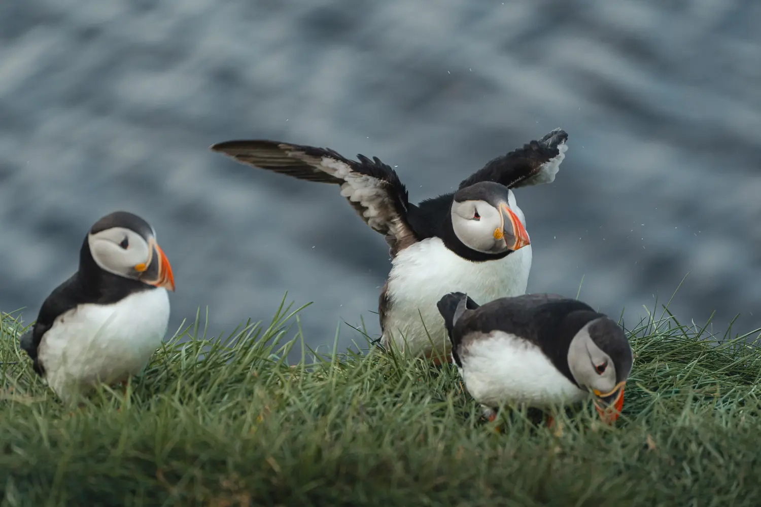 Frailecillos atlánticos en su hábitat natural, una de las aves más emblemáticas que ver en Islandia