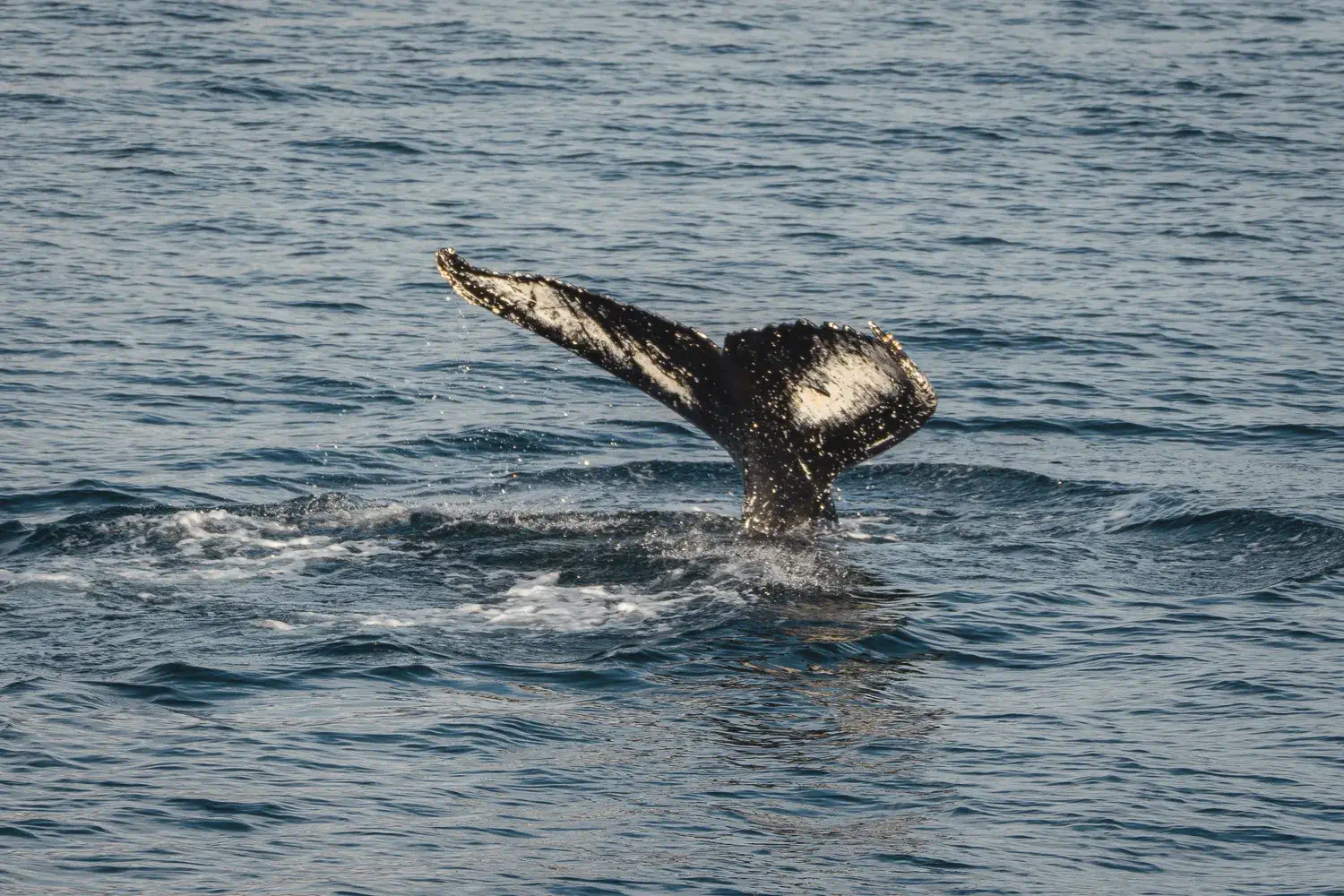 Cola de ballena jorobada en el mar