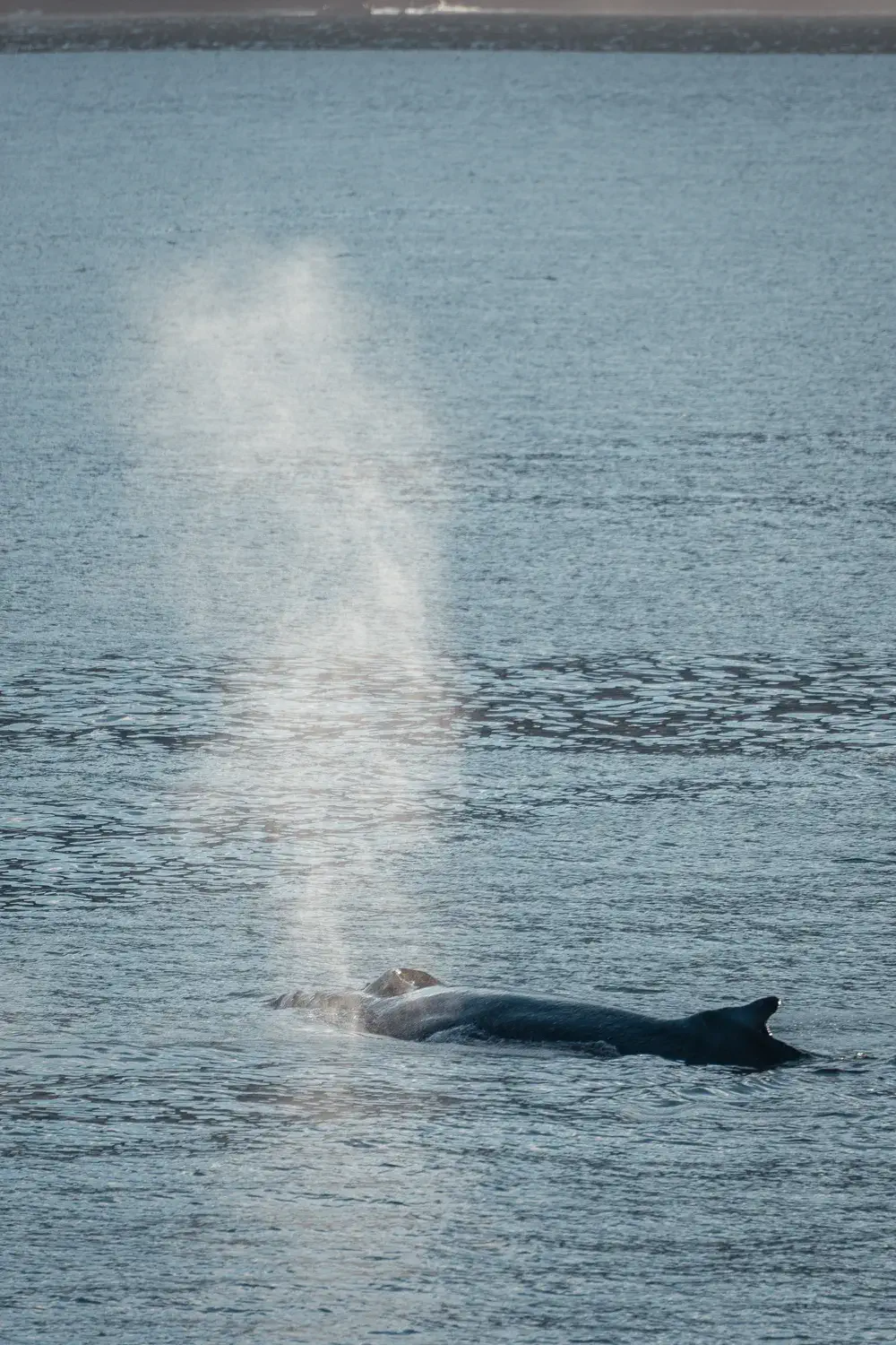 ballena jorobada en el mar, respirando expulsando agua por la nariz