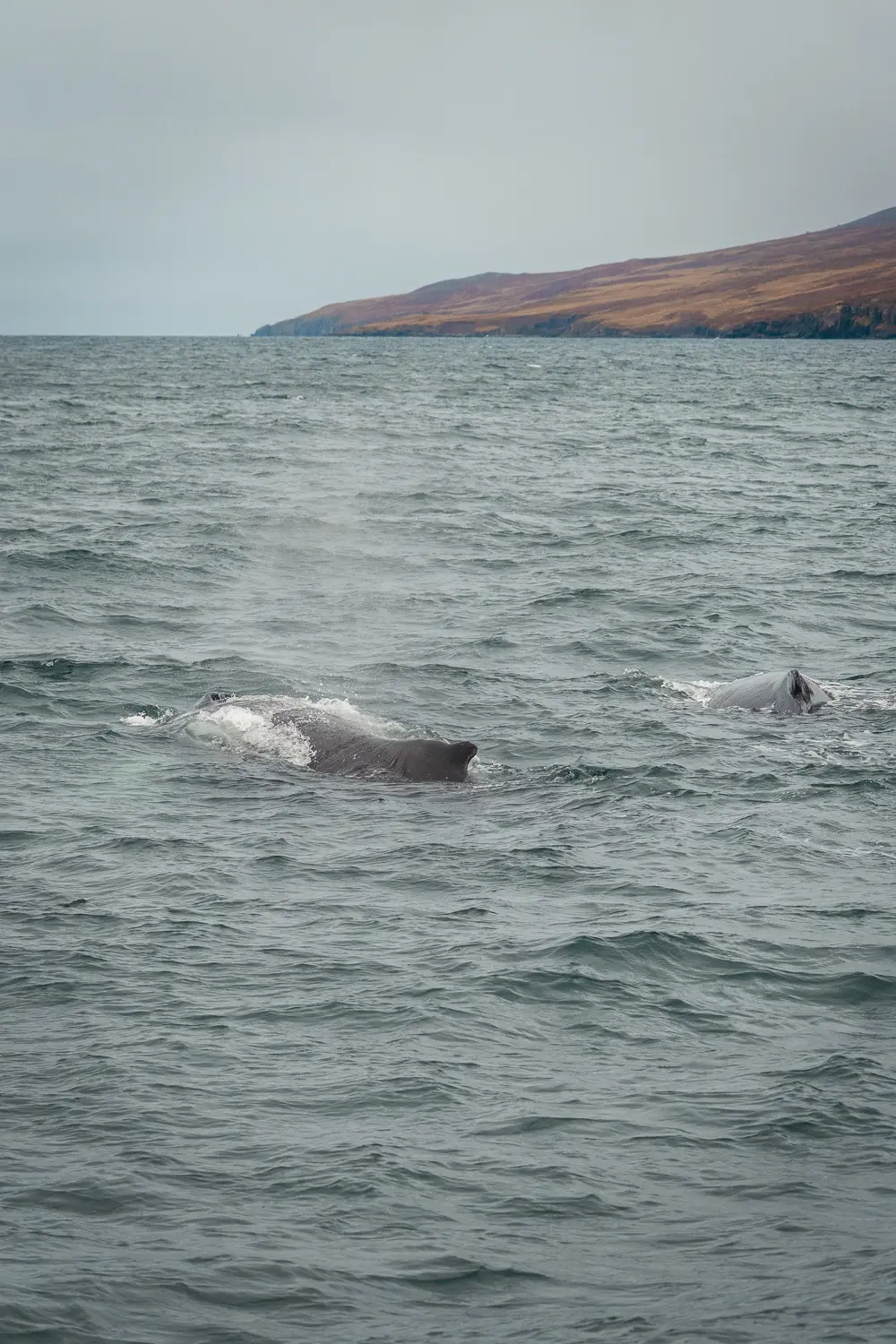 Ballenas jorobadas nadando en las aguas de un fiordo de Islandia durante una excursión de avistamiento de cetáceos.