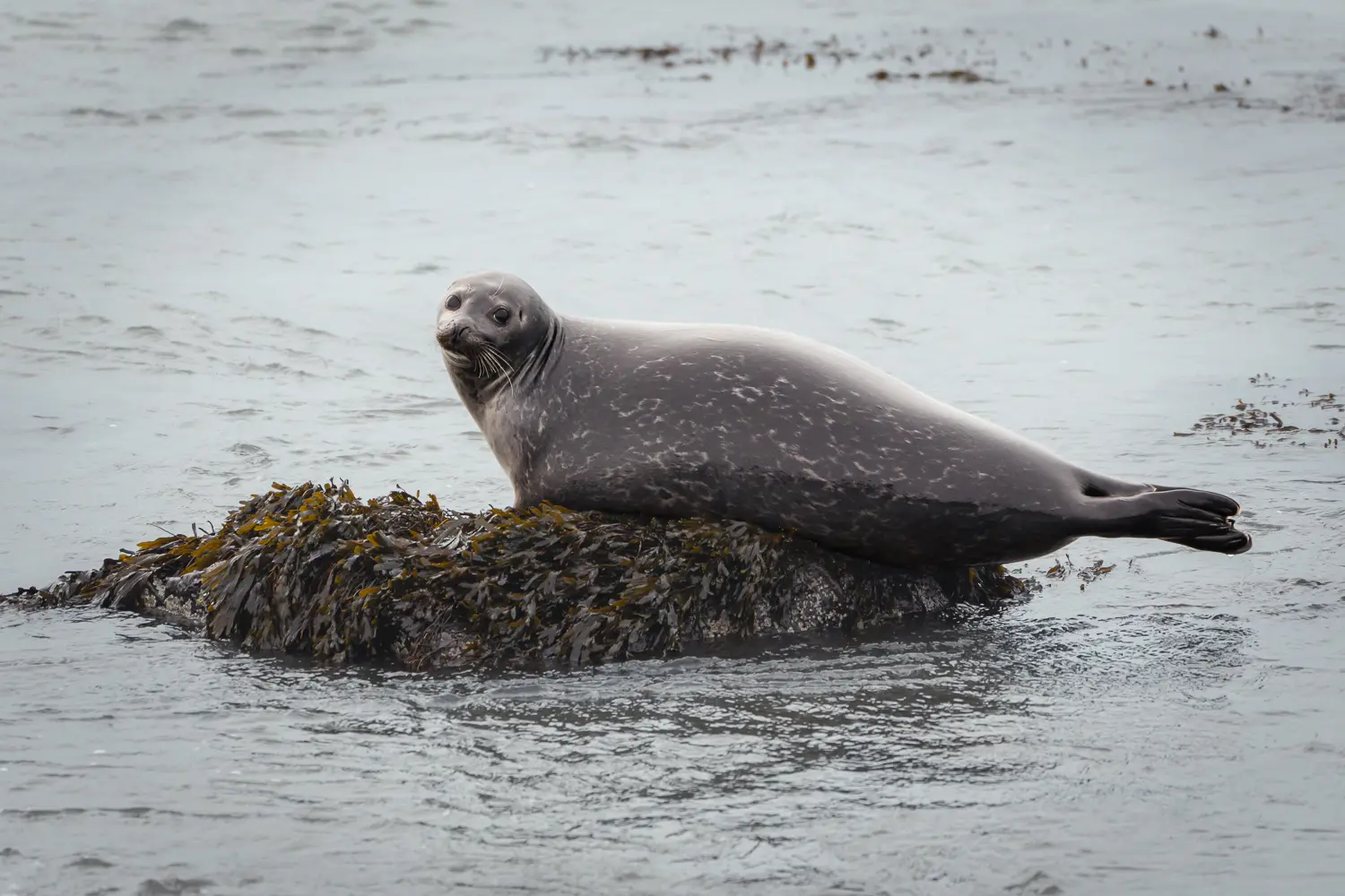 Foca joven de color gris encima de una roca en la playa de Ytri Tunga en Islandia