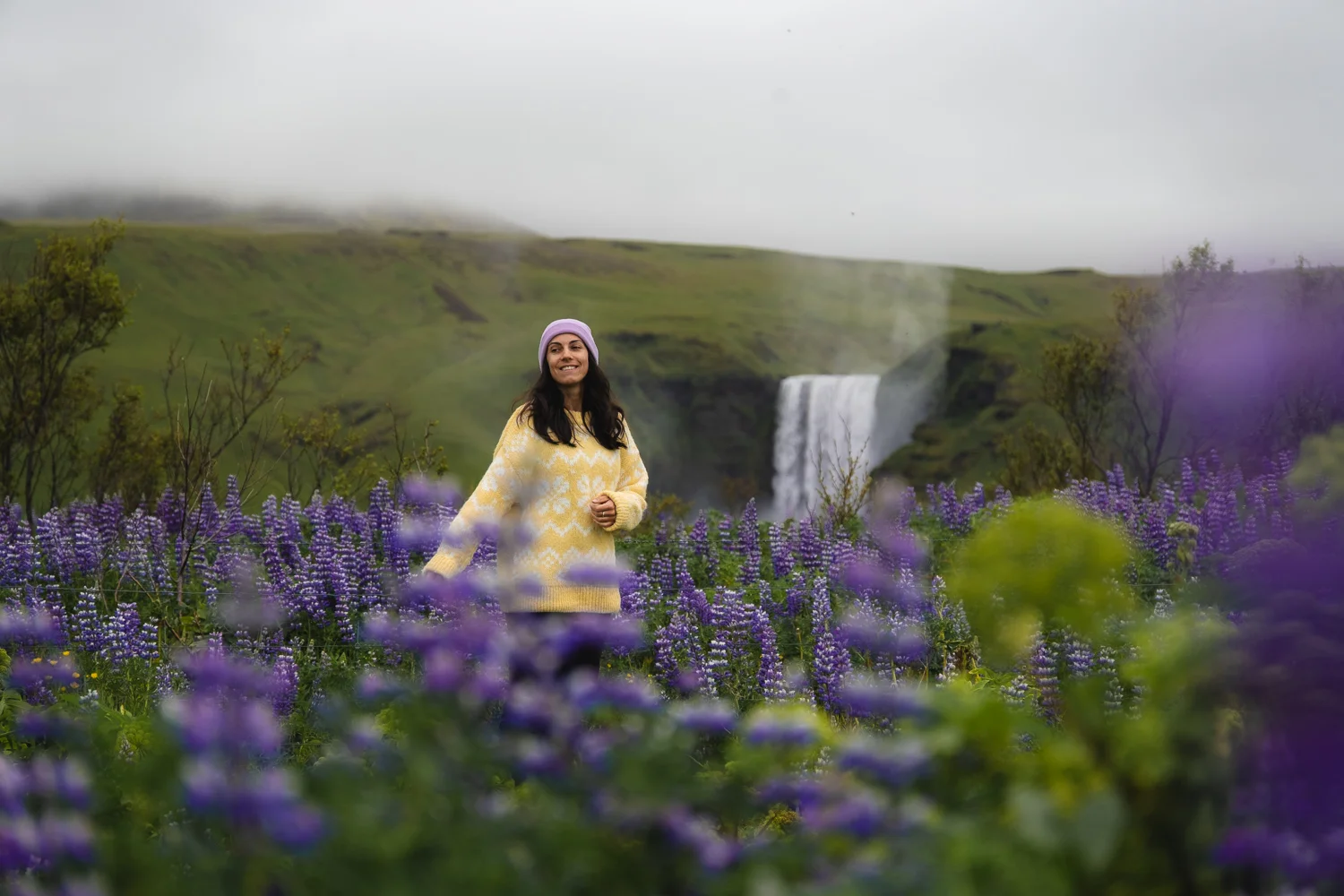 campos de lupines en flor con la cascada de Skogafoss de fondo durante junio, la mejor época para viajar a Islandia y ver estas flores